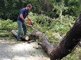 Trusted Ivanhoe, CA Tree Care Experts
