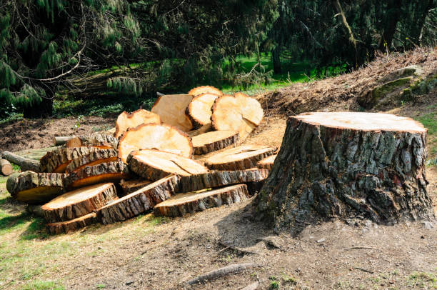 Leaf Removal in Ivanhoe, CA